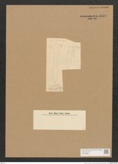 Surirella sp. (de-Toni-Nr.: Genus 53) Zeichnungen Sammlung Grunow Nr. 4833 (NHMW-BOT-W0372996)